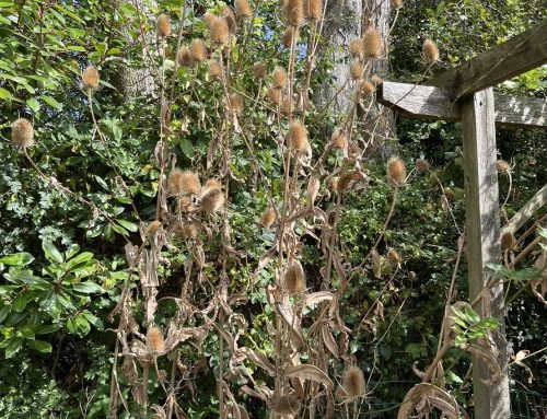 花が終わったあとも素敵な植物